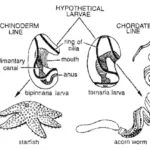 Origin of Chordates - Dipleurula concept, Echinoderm theory