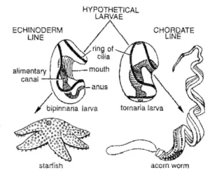 Origin of Chordates – Dipleurula concept, Echinoderm theory