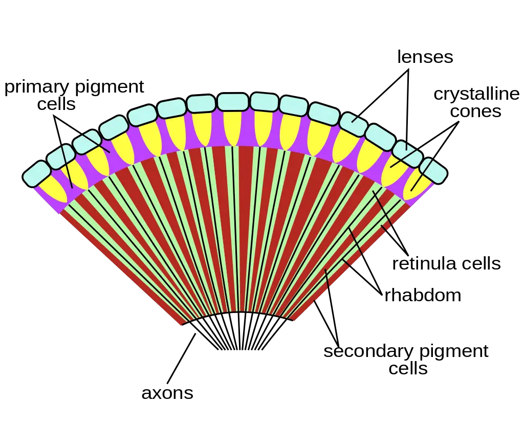 Compound eye cross-section
