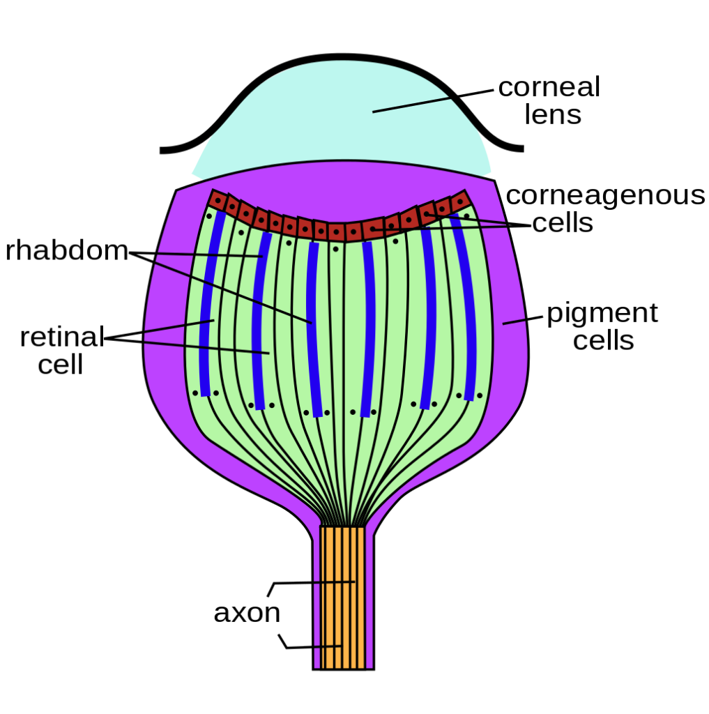 Ocellus cross-section
