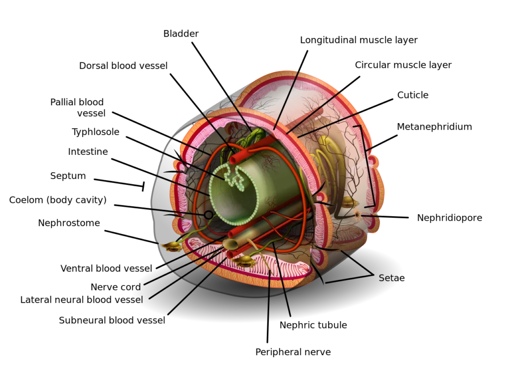 Internal anatomy of a segment of an annelid