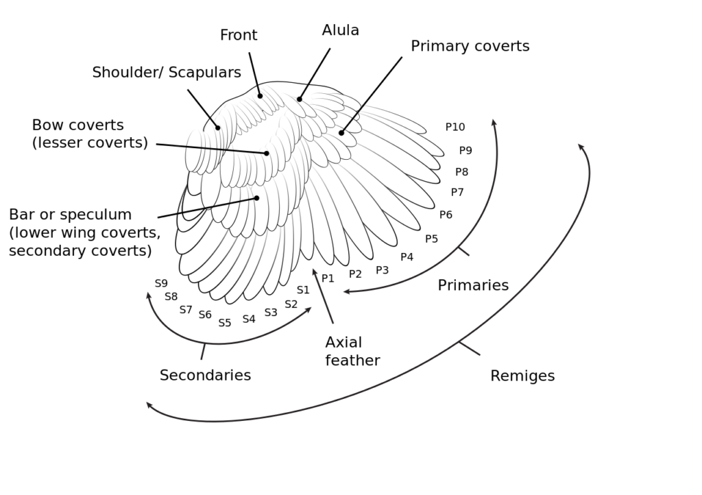 Diagram of the wing of a chicken