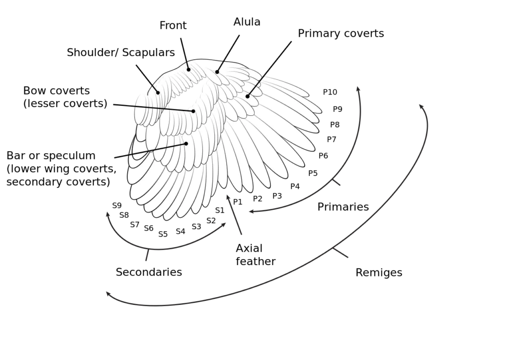 Diagram of the wing of a chicken