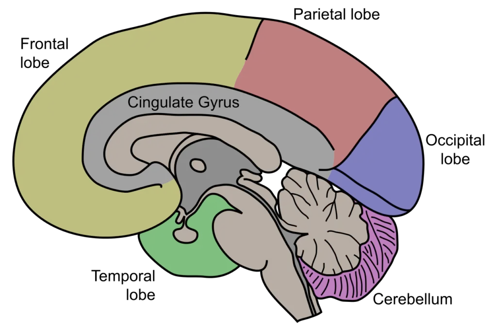 Human Brain - Definition, Structure, Characteristics, Functions ...