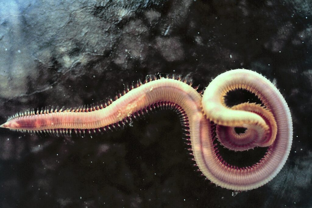 Kingdom Animalia Phylum Annelida