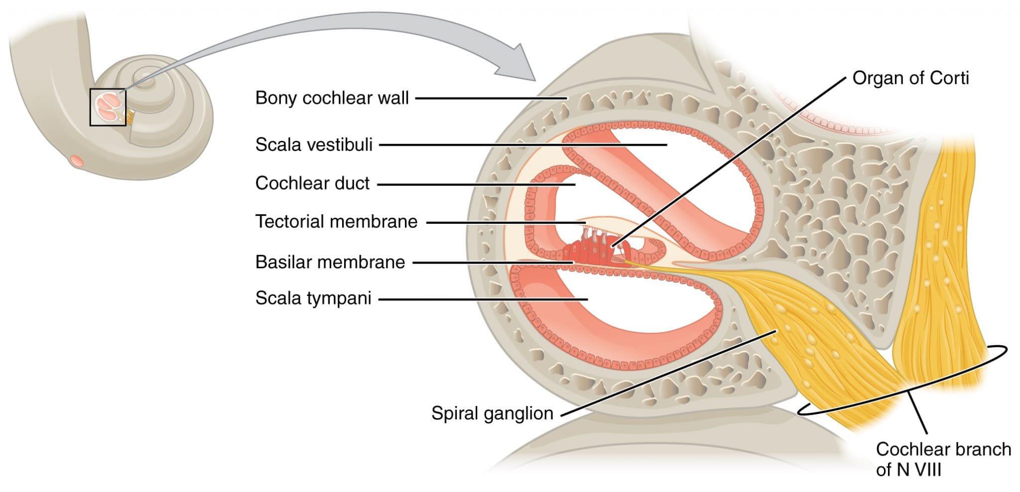 Physiology of hearing - Ear Structure, Functions - Biology Notes Online