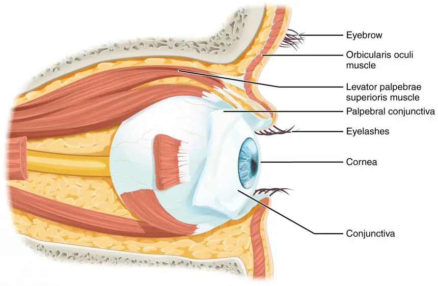 The Eye in the Orbit