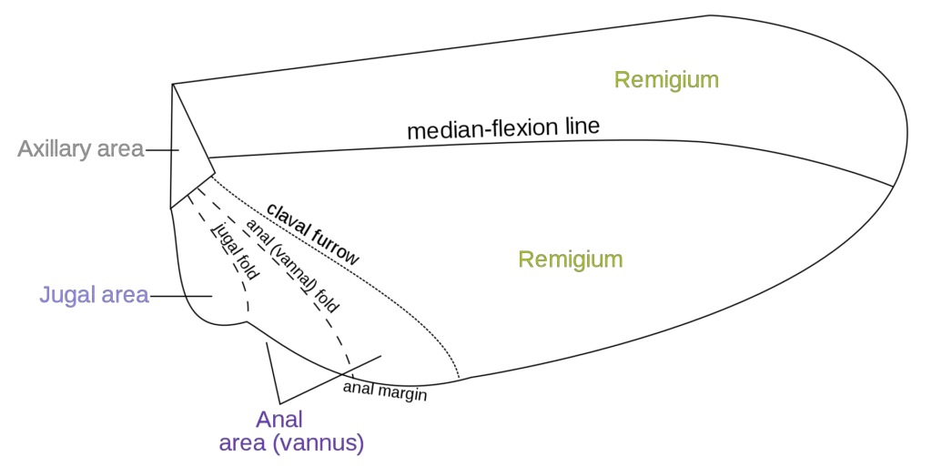 A diagram depicting the areas of an insect's wing