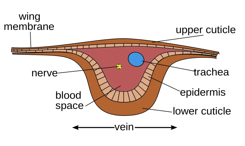 A diagram of a crossection of an insect's wing vein, showing each anatomical feature.