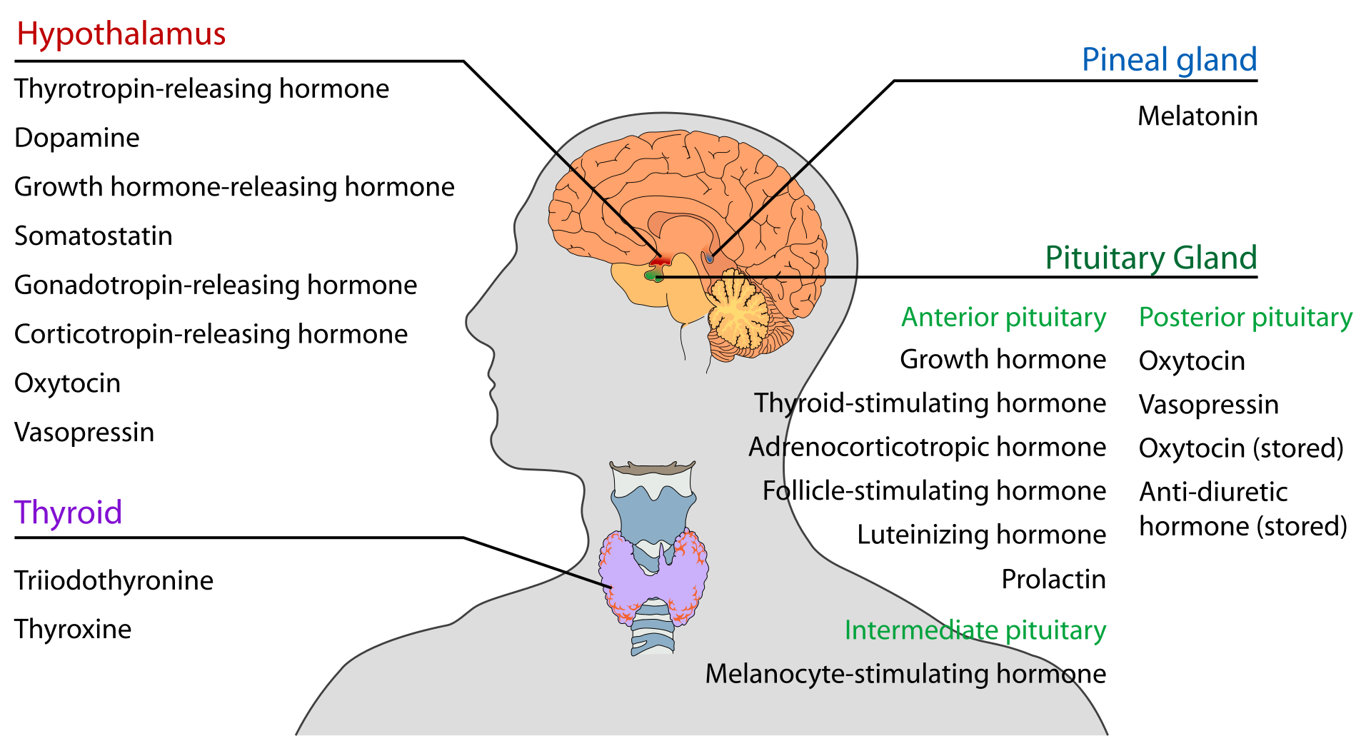 Endocrine Glands - Definition, Structure, Functions, Examples - Biology ...