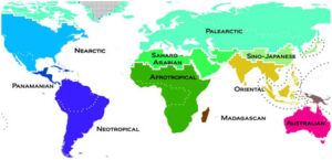 Zoogeographical Realms – Definition, Meaning and Types
