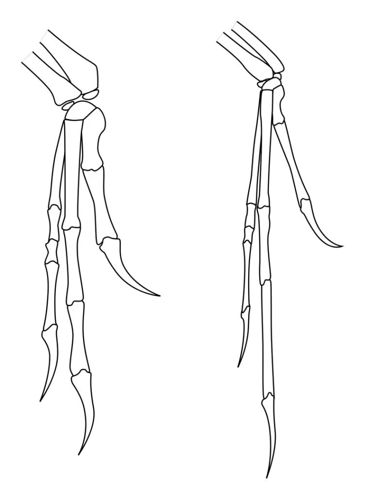 Comparison of the forelimb of Archaeopteryx (right) with that of Deinonychus (left)