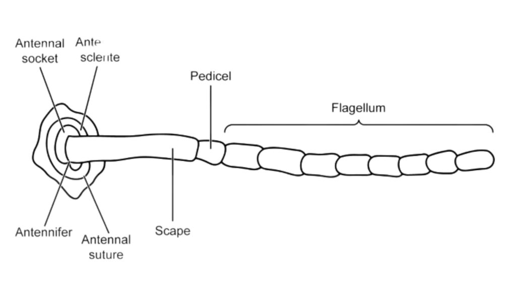  A typical structure of antenna. 