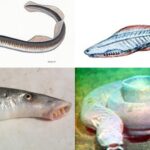 Agnatha - Characteristics, Classification, Morphology, Reproduction