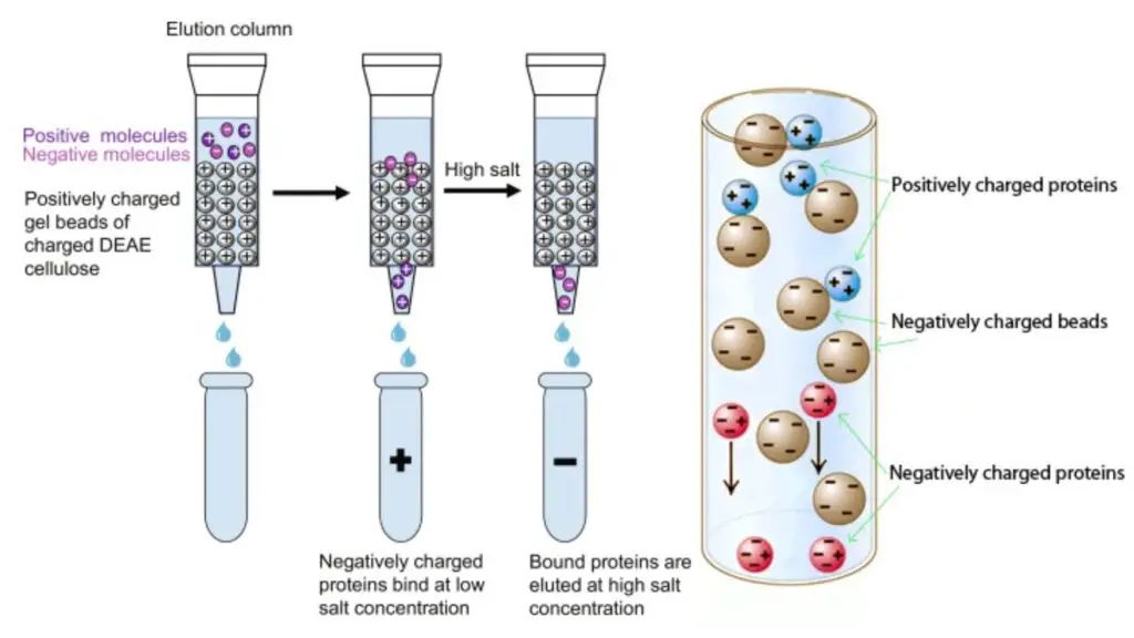 Anion Exchange Chromatography - Principle, Protocol, Applications ...