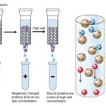 Anion Exchange Chromatography