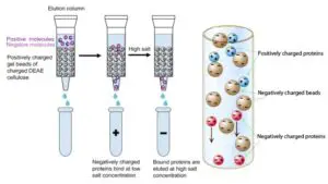 Anion Exchange Chromatography – Principle, Protocol, Applications