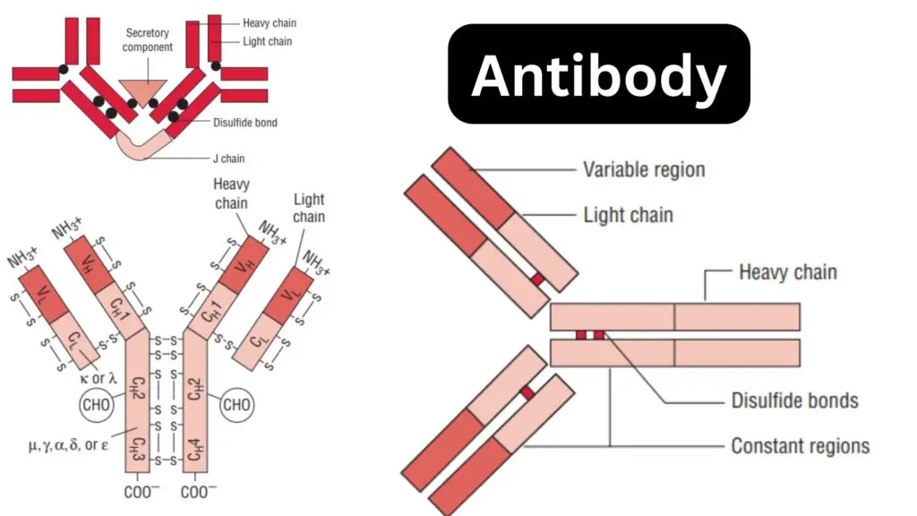 Antibody - Structure, Types, Functions and Properties - Biology Notes ...