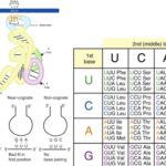 Anticodon - Definition, Principle, Functions, Examples