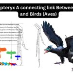 Archaeopteryx A connecting link Between Reptiles and Birds (Aves)