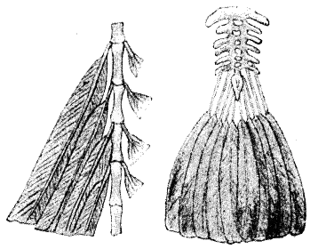 Anatomical illustration comparing the "frond-tail" of Archaeopteryx with the "fan-tail" of a modern bird