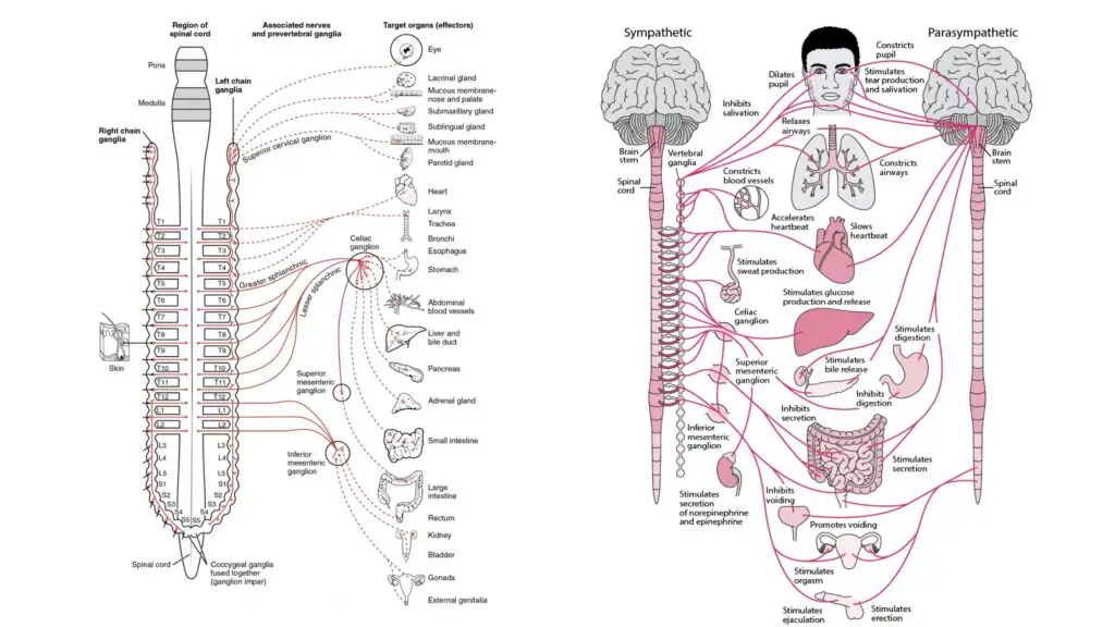 Autonomic nervous system - Definition, Structure, Functions - Biology ...