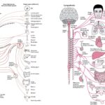 Autonomic nervous system - Definition, Structure, Functions