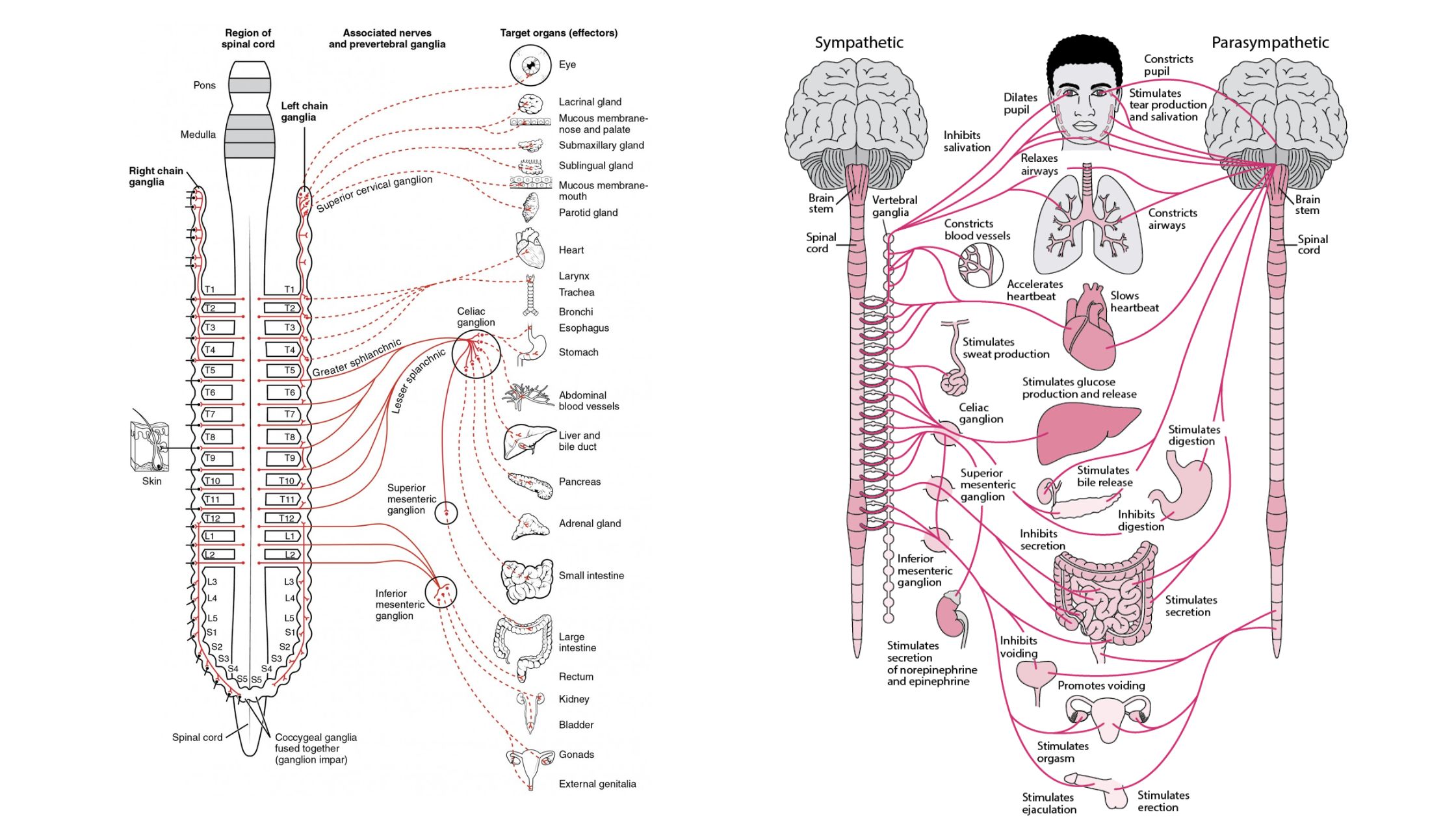 Anatomy Autonomic Nervous System Anatomy Autonomic Nervous System