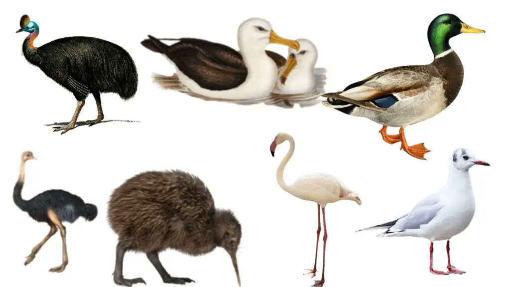 Aves - Definition, Characteristics, Classification - Biology Notes Online