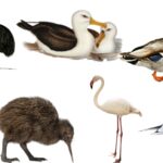 Aves - Definition, Characteristics, Classification