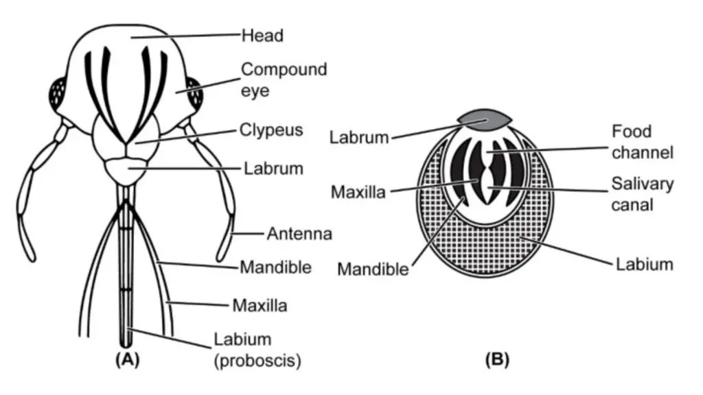  Bed bug. Mouth parts. (