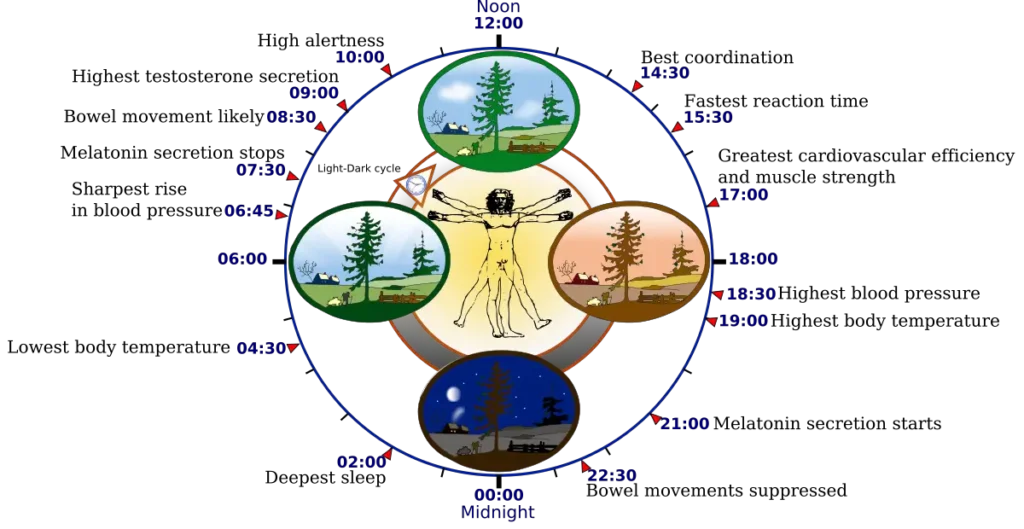 Biological Clocks