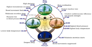 Biological Clocks – Circadian rhythms, Tidal rhythms, Lunar rhythms, Jet lag, Entrainment