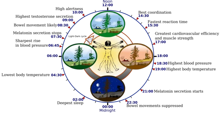 Biological Clocks