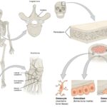 Bone - Definition, Structure, Types, Growth, Resorption, Bone Structure