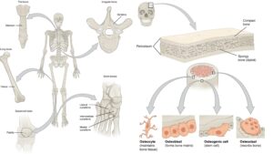 Bone – Definition, Structure, Types, Growth, Resorption, Bone Structure