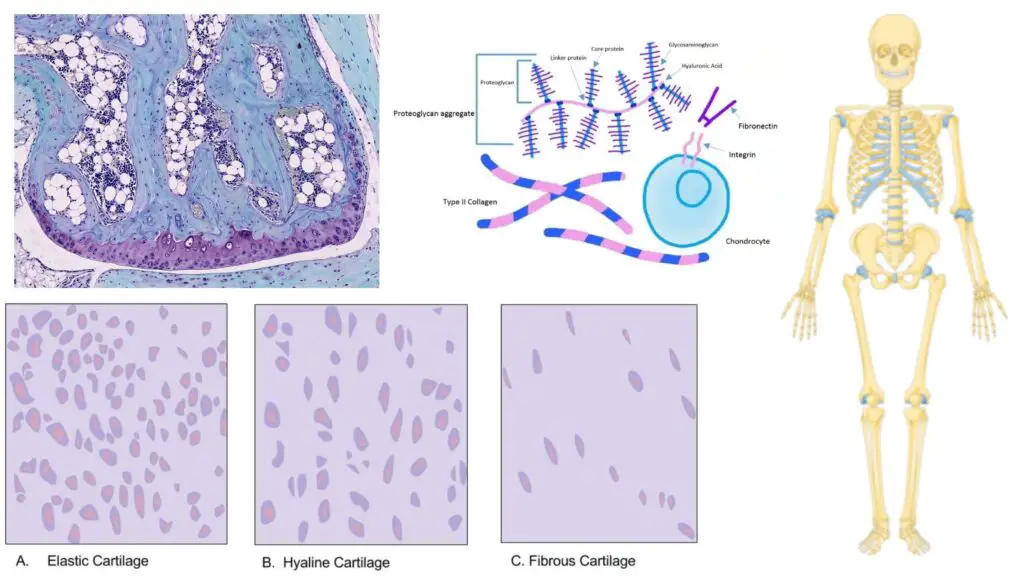 Cartilage - Definition, Structure, Types, Functions - Biology Notes Online