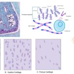 Cartilage - Definition, Structure, Types, Functions