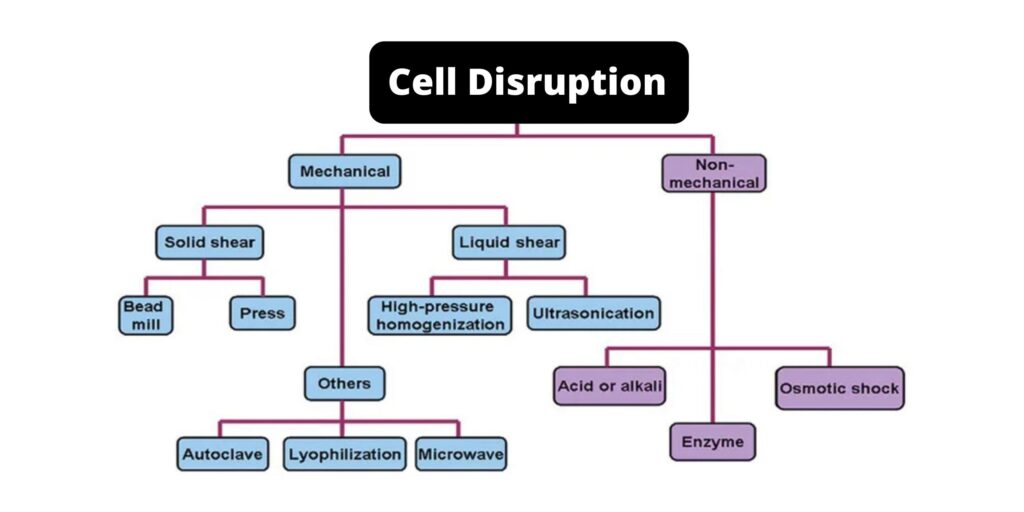 Cell Disruption - Definition, Methods, Application - Biology Notes Online