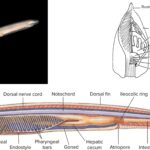 Cephalochordate Characteristics, Classification