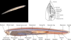Cephalochordate Characteristics, Classification