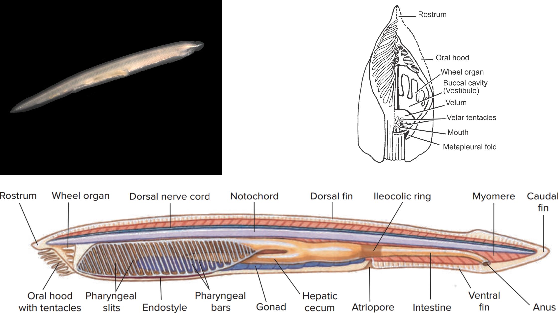 Cephalochordate Characteristics, Classification