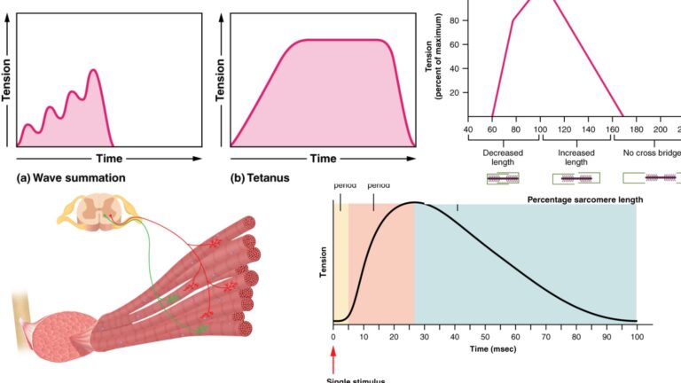 Characteristics of Muscle Twitch - Motor Unit, Summation and Tetanus