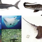 Chondrichthyes - Characteristics, Classification & Examples