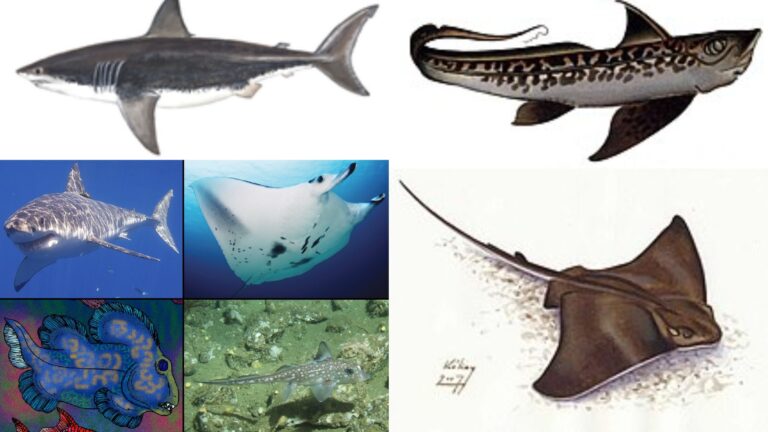 Chondrichthyes - Characteristics, Classification & Examples