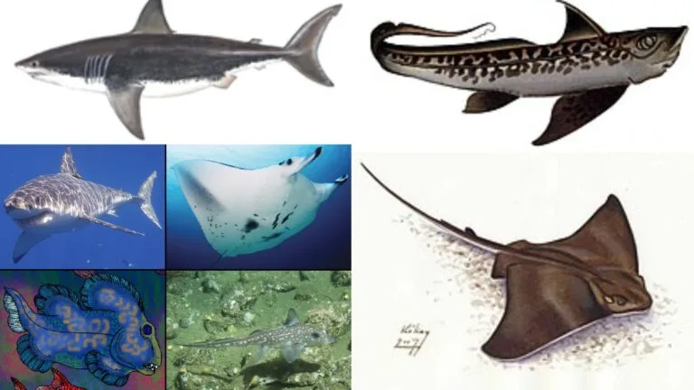 Chondrichthyes - Characteristics, Classification & Examples