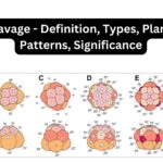 Cleavage - Definition, Types, Planes, Patterns, Significance