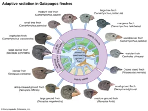 Concept of Species – Definition, Types, Importance, Modes of speciation
