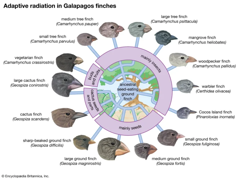 Concept of Species