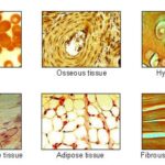 Connective tissue - Structure, Location, Function and Classification